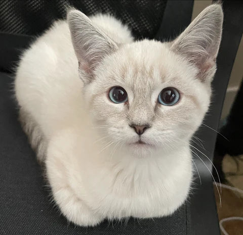 Why I Started DEB - the full story