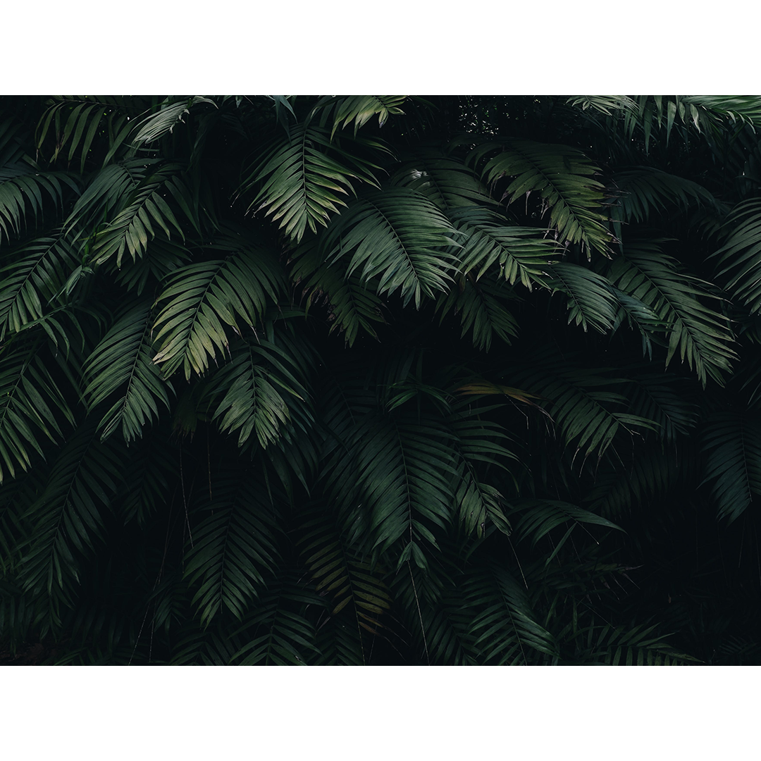 Photo by Cátia Matos from Pexels showing dark green leaves